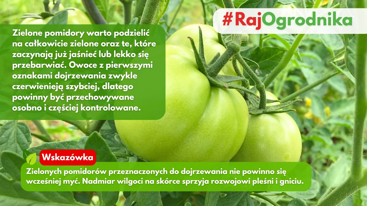 Przechowywanie zielonych pomidorów po zbiorze blog sklep rajogrodnika